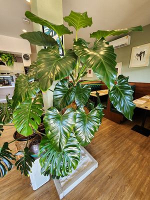  at The Vegano Bistro in Chiang Mai