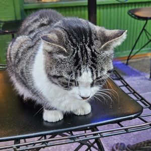 You can hang out with Şirin while you're here :) at Veganarsist Kadıköy - Osmanağa in Istanbul