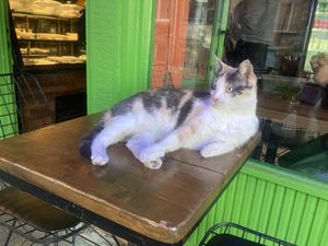 One of the cats hanging around outsidee  at Veganarsist Kadıköy - Osmanağa in Istanbul