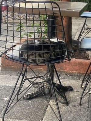 Another street cat making herself at homee  at Veganarsist Kadıköy - Osmanağa in Istanbul