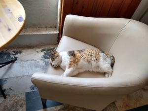 The cat who lives there :) at Il-Veccja in St Pauls Bay