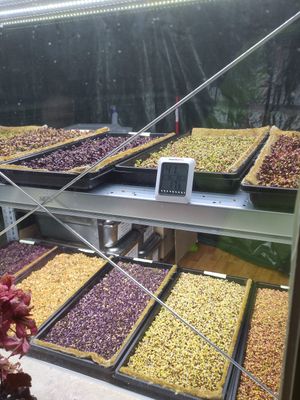 Fresh sprouts at Wanderlust in Regensburg