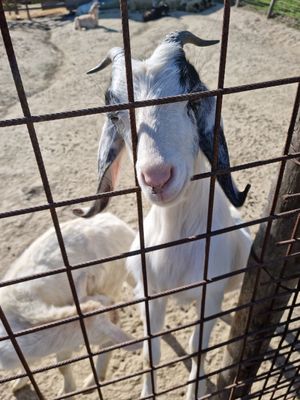  at Ohana Animal Rescue Family in Empoli