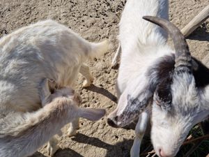  at Ohana Animal Rescue Family in Empoli