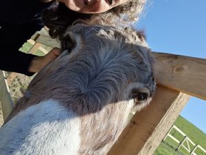  at Ohana Animal Rescue Family in Empoli