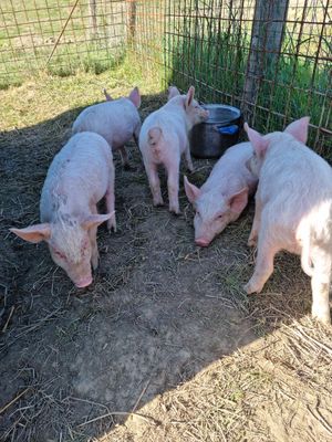  at Ohana Animal Rescue Family in Empoli