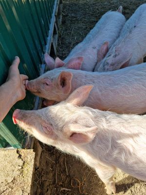  at Ohana Animal Rescue Family in Empoli