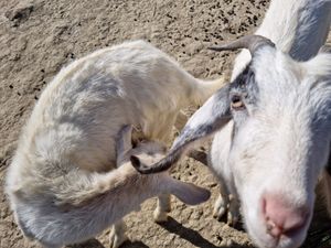  at Ohana Animal Rescue Family in Empoli