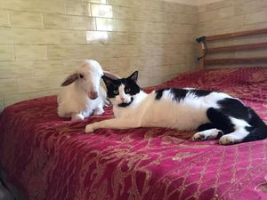 Lamb and cat at Ohana Animal Rescue Family in Empoli