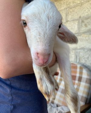 Kimba the lamb at Ohana Animal Rescue Family in Empoli