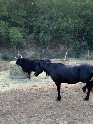 Animali Liberi   at Rifugio La Tana Del Bianconiglio in Castiglione Dorcia