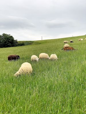 Animali Liberi  at Rifugio La Tana Del Bianconiglio in Castiglione Dorcia