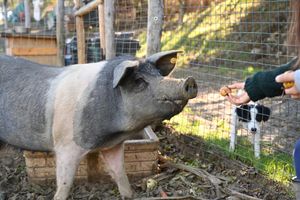  at Rifugio La Tana Del Bianconiglio in Castiglione Dorcia