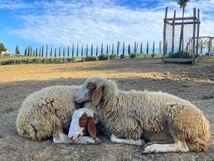  at Rifugio La Tana Del Bianconiglio in Castiglione Dorcia