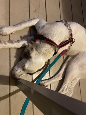 Also dog friendly 🐶💜  at 53040 Ristorante Pizzeria in Cetona