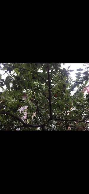 Nice garden at Shromaždiště in Prague