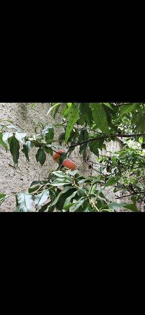 Peach tree at Shromaždiště in Prague