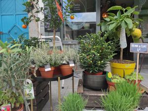 Plants at Symbiozh in Rennes