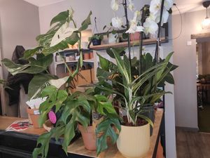 Plants at Symbiozh in Rennes