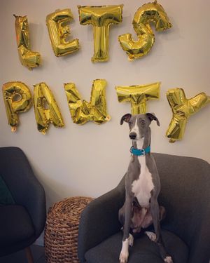 Dog friendly at HEAL in Hamilton