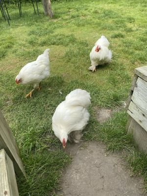 Lovely company ❤ at Theetuin Het Kaslokaal in Oostkapelle