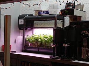 Fresh Basil at Bonafide Bakeshop & Cafe in Apex