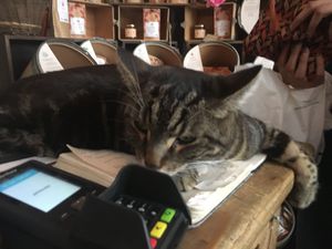 In-house cat relaxing on the register :) at Sol Semilla in Paris
