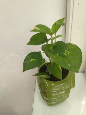 佈置 at Zi Xuān SùShí 子軒素食 in New Taipei City