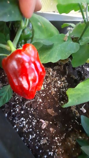 Spicy & Hot at Yoya's Thai Kitchen in Albufeira