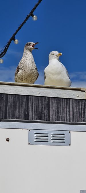 Seagulls discussing how to take one of my chips at Elliot's Fish & Chips in Hunstanton
