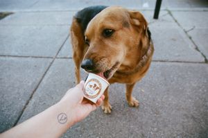 Dog Gelato  at La Dolce Vita in Oakville