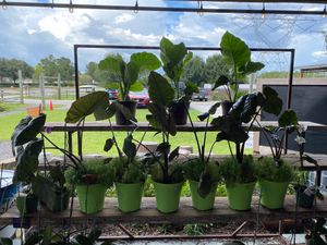 Plant  at Starkey Market in Trinity