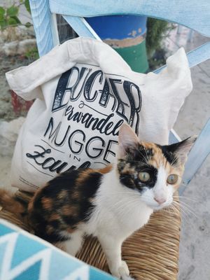 Cutie pie = probably an omnivore 😂 at Sweet Revenge in Zakinthos