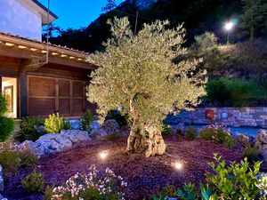Olive-tree at the front at Al Passante in Cagli