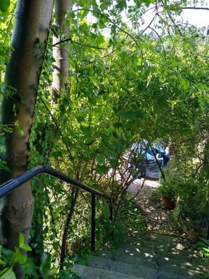 Steps to garden at Kyffin Cafe Deli in Bangor