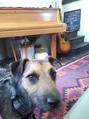 Dog friendly! at Kyffin Cafe Deli in Bangor