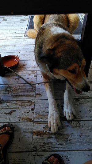 It's a pet friendly cafe so you can go with your dog and they will bring him/her a ceramic bawl with water. at Brio in Tarifa