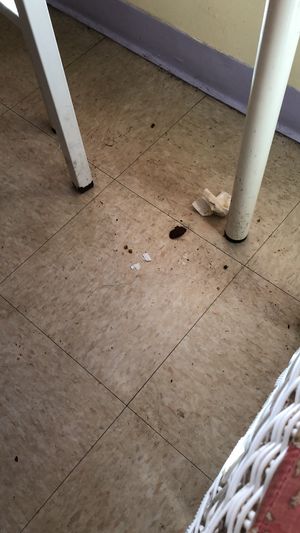 Filthy at Loving Hut - Ledgewood in Ledgewood