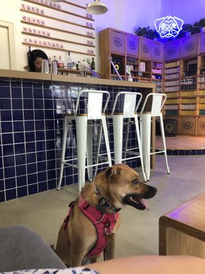 Dog friendly venue 😍 at Nugget in Beijing