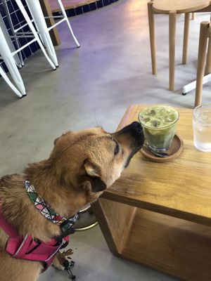 My dog wants in on the delicious latte action 😂 at Nugget in Beijing
