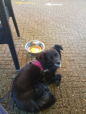 Happy hond at De Waldhoorn in Otterlo