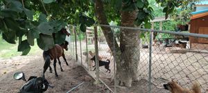 Horse taunting the dogs at Pete's Mission Animal Rescue Shelter in Pai