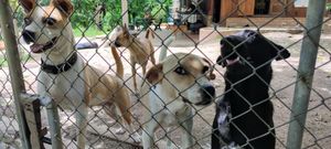 A few of the dogs through the fence, including a blind one at Pete's Mission Animal Rescue Shelter in Pai