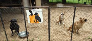The most disabled dogs at Pete's Mission Animal Rescue Shelter in Pai