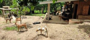 Within the main enclosure at Pete's Mission Animal Rescue Shelter in Pai