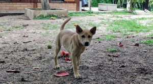 The youngest at Pete's Mission Animal Rescue Shelter in Pai