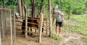 Horse about to receiving some treatment at Pete's Mission Animal Rescue Shelter in Pai