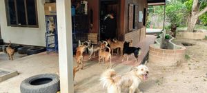 Feeding time at Pete's Mission Animal Rescue Shelter in Pai