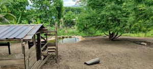 Pig enclosure at Pete's Mission Animal Rescue Shelter in Pai