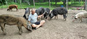 The pigs with Ryan at Pete's Mission Animal Rescue Shelter in Pai
